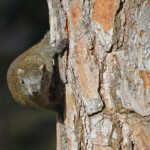 Écureuil à ventre rouge (Antibes - 06)