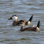 Erismature à tête blanche - Daimiel - Spain, janvier 2014
