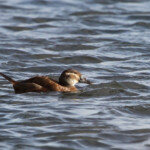 Erismature à tête blanche - Daimiel - Spain, janvier 2014