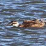 Erismature à tête blanche - Daimiel - Spain, janvier 2014