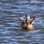 Erismature à tête blanche - Daimiel - Spain, janvier 2014
