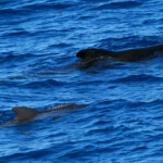 Globicéphale noir