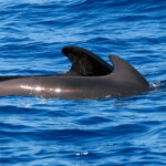 Globicéphale noir