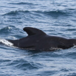 Globicéphale noir