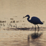 Grande Aigrette