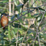 Martin pêcheur d'Europe - Plan de La Garde