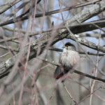 Mésange à longue-queue irbii
