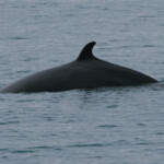 Petit rorqual, Husavik, Islande 2011