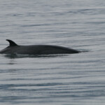 Petit rorqual, Husavik, Islande 2011