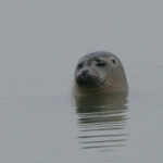 Phoque veau-marin