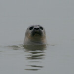 Phoque veau-marin