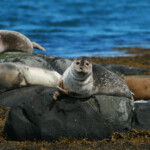 Phoque veau-marin, Hvitanes, Islande