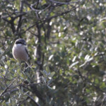 Pie-grièche méridionale (Espagne)