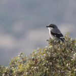 Pie-grièche méridionale (Espagne)