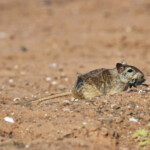 Mérione (Maroc 2012)