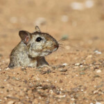 Mérione (Maroc 2012)