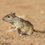 Mérione (Maroc 2012)