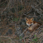 Renard roux (Gard - janvier 2009)