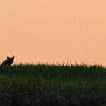 Renard roux (El Planeron - Spain - Avril 2013)