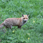 Renard roux (Col de la Cayolle 06 - juin 2013)