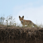 Renard roux (Arménie - août 2013)