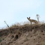 Renard roux (Arménie - août 2013)