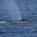Rorqual commun