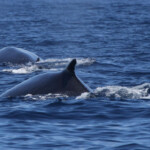 Rorqual commun