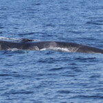 Rorqual commun