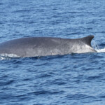 Rorqual commun