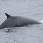 Rorqual commun