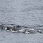 Rorqual commun