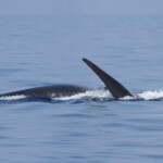 Rorqual commun