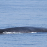 Rorqual commun
