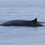 Rorqual commun