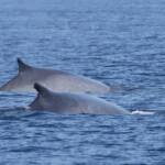 Rorqual commun