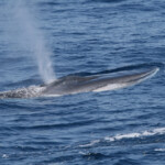 Rorqual commun