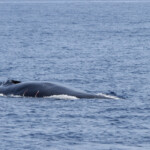 Rorqual commun