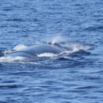 Rorqual commun