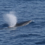 Rorqual commun