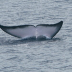 Rorqual commun