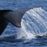 Rorqual commun