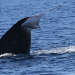 Rorqual commun