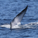 Rorqual commun
