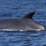 Rorqual commun