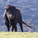 Toro bravo