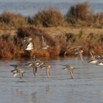 Bécasseaux variables