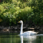 Cygne chanteur (Islande)
