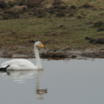 Cygne chanteur (Baie de Somme)