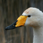 Cygne chanteur (Baie de Somme)